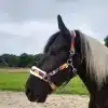 Subscribe Sports Butterfly