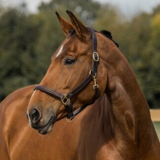 Horka Halster Leer Bruin/Goud